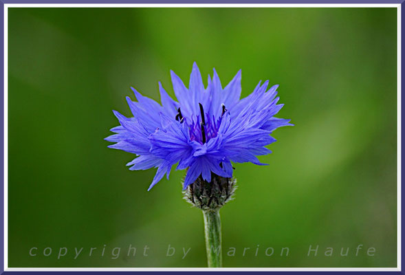 Das typische Blau der Kornblume (Centaurea cyanus) kann den Äckern der Halbinsel immer noch recht häufig entdeckt werden, Feldrain, 31.05.2019, Wustrow/Mecklenburg-Vorpommern.