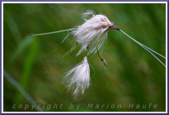 Die weißen Puschel des Schmalblättrigen Wollgrases (Eriophorum angustifolium) zeigen sich erst, wenn es verblüht ist, 16.07.2022, Ribnitzer Großes Moor/Mecklenburg-Vorpommern.