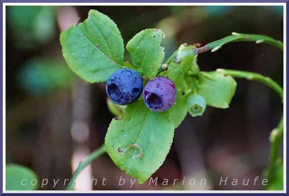 Heidelbeere (Vaccinium myrtillus), Braundüne, 25.06.2020, Prerow/Mecklenburg-Vorpommern.