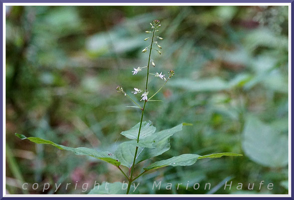 Großes Hexenkraut (Circaea lutetiana), am Rand eines Rotbuchen-Waldes, 02.07.2020, Darßwald/Mecklenburg-Vorpommern.