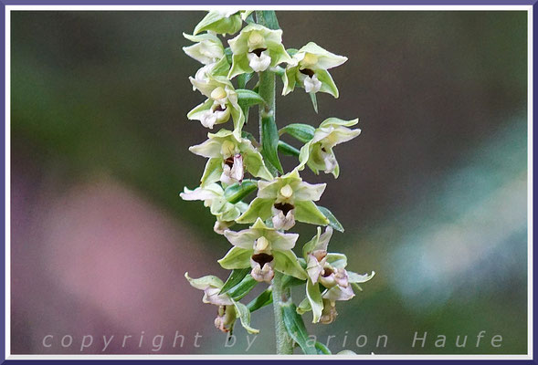 Die Breitblättrige Stendelwurz (Epipactis helleborine) ist eine der wenigen Orchideen der Halbinsel, Rand eines Mischwaldes, 01.08.2017, Darßwald/Mecklenburg-Vorpommern.