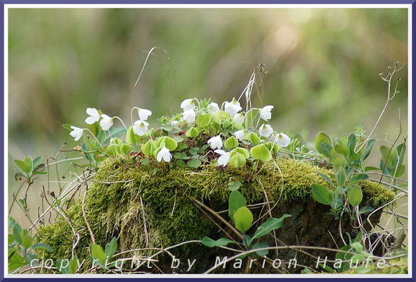 Wald-Sauerklee (Oxalis acetosella) ist in allen Waldtypen sehr häufig, Mischwald, 24.04.2015, Darßwald/Mecklenburg-Vorpommern.