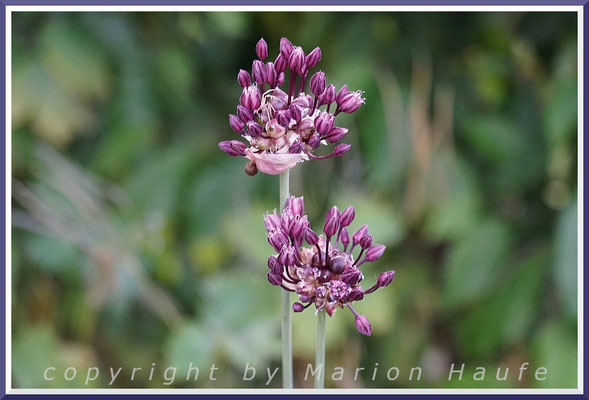 Die auffallenden Blütenstände des Kugelköpfigen Lauchs (Allium sphaerocephalon) kann man nicht übersehen, Halbrockenrasen, 20.06.2021, Prerow/Mecklenburg-Vorpommern.