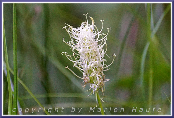 Die Ährige Teufelskralle (Phyteuma spicatum) ist ursprünglich in den Laubwäldern der Mittelgebirge heimisch und wird zunehmend verschleppt, 09.06.2023, Darßwald/Mecklenburg-Vorpommern.
