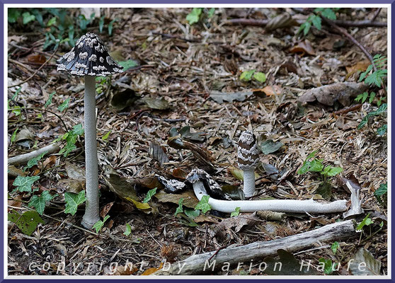 Warum der Spechttintling (Coprinus picaceus) Spechttintling heißt, ist leicht an seiner schwarz-weißen Hutfarbe erkennbar, 22.09.2017, Naturschutzgebiet Nordperd/Mecklenburg-Vorpommern.