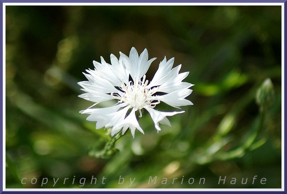 Hin und wieder trifft man auf weißblütige Exemplare der Kornblume (Centaurea cyanus), Feldrain, 28.06.2014, Wustrow/Mecklenburg-Vorpommern.