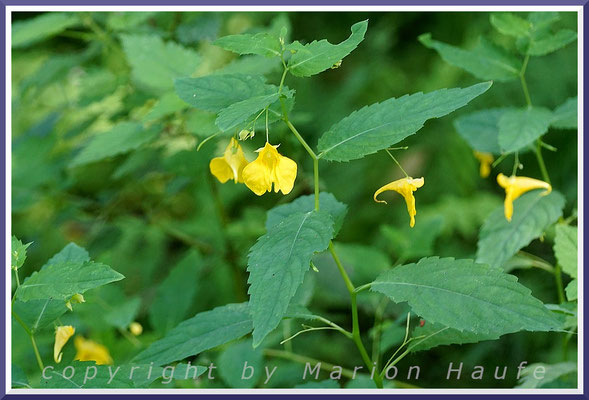 Echtes Springkraut (Impatiens noli-tangere), 25.08.2019, Darßwald/Mecklenburg-Vorpommern.