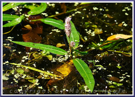 Der Wasser-Knöterich (Persicaria amphibia) bildet im flachen Wasser von Teichen und Seen oft dichte Bestände aus, 17.07.2021, Middelhagen/Mecklenburg-Vorpommern.