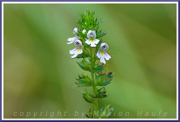 Der Gemeine Augentrost (Euphrasia officinalis) tritt recht selten am Rand der trockenen Dünenkiefernwälder auf, 28.08.2019, Darßwald/Mecklenburg-Vorpommern.