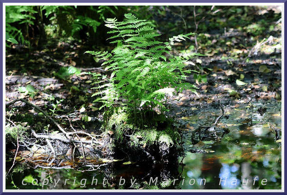 Der Sumpflappenfarn (Thelypteris palustris) ist eine Charakterpflanze der Darßer Erlen-Bruchwälder, 30.06.2025, Darßwald/Mecklenburg-Vorpommern.