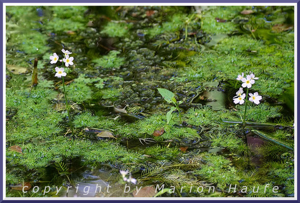 Die Wasserfeder (Hottonia palustris) prägt die Wasserläufe der Erlen-Bruchwälder auf dem Darß, 23.06.2020, Darßwald/Mecklenburg-Vorpommern.