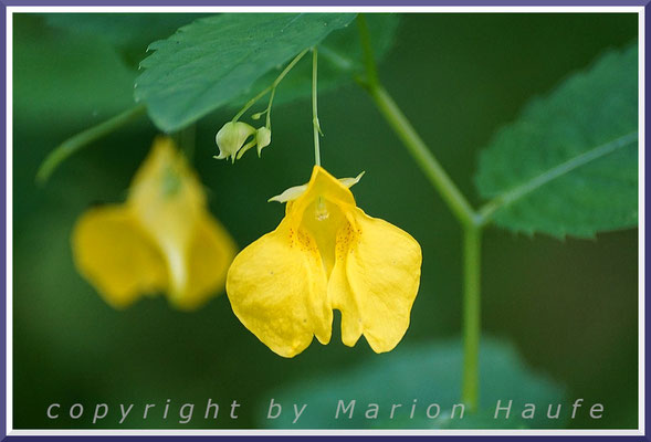 Das Echte Springkraut (Impatiens noli-tangere) lebt auf nassen bis feuchten Böden, 25.08.2019, Darßwald/Mecklenburg-Vorpommern.