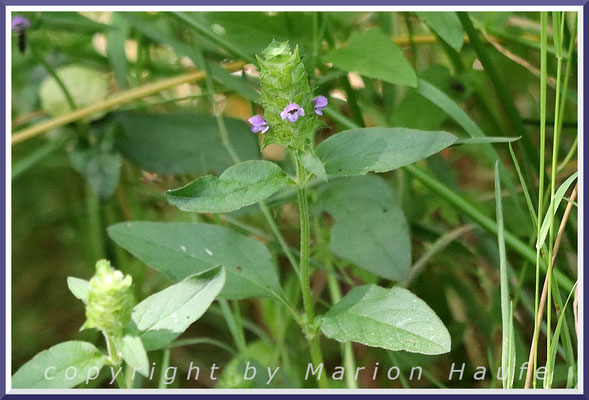 Die Kleine Braunelle (Prunella vulgaris) ist eines Pflanze schattiger Waldränder, Rand eines Mischwaldes, 30.06.2025, Darßwald/Mecklenburg-Vorpommern.