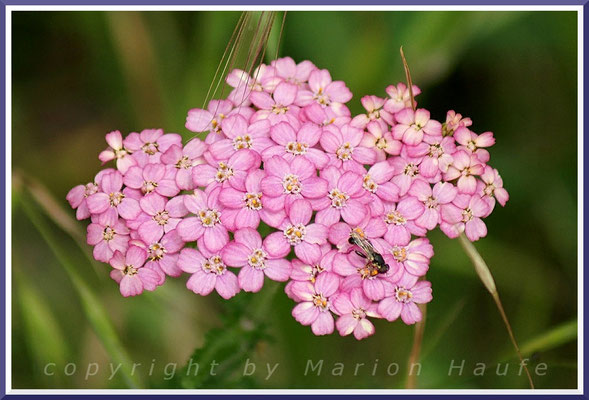 Hin und wieder trifft man Gemeine Schafgarben mit rosafarbenen Blüten. Dabei handelt es sich um eine Unterart Achillea millefolium subsp. millefolium, Trockenrasen, 21.06.2015, Ahrenshoop/Mecklenburg-Vorpommern.