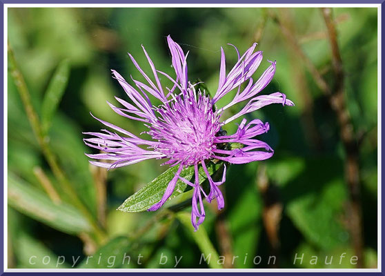 Blüte der Skabiosen-Flockenblume (Centaurea scabiosa) mag es trocken, warm und kalkig, 28.09.2020, Jasmund/Rügen.