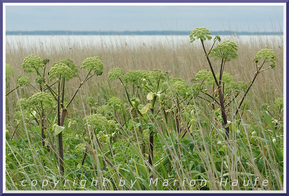 Die Küsten-Engelwurz (Angelica archangelica subsp. litoralis) findet man in den boddenseitigen Schilfbeständen. Die frischen Blüten sind weiß. 21.06.2015, bei Wustrow/Mecklenburg-Vorpommern.