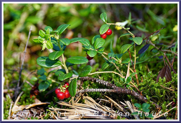 Preiselbeeren (Vaccinium vitis-idaea) tragen immergrünes Laub und rote Beeren, Dünenkiefernwald, 27.08.2019, Darßwald/Mecklenburg-Vorpommern.