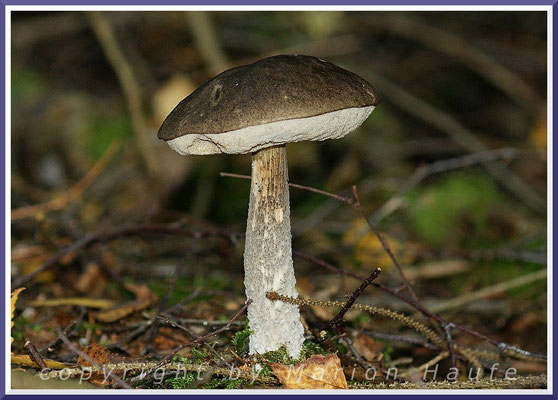 Hainbuchen-Röhrling (Leccinellum carpini), 04.10.2014, Glowe/Mecklenburg-Vorpommern.