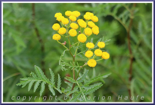 Der Rainfarn (Tanacetum vulgare L.) mag nährstoffreiche Standorte und ist sehr häufig, Rand einer Fettwiese, 17.09.2024, Wustrow/Mecklenburg-Vorpommern.