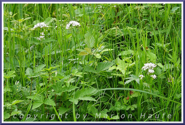 Sumpf-Baldrian (Valeriana dioica) besiedelt salzfreie Feuchtwiesen, Feuchtwiese, 22.06.2021, Darßwald/Mecklenburg-Vorpommern.