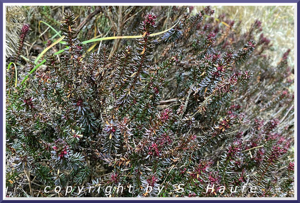 Die Blüten der Schwarzen Krähenbeere (Empetrum nigrum) erscheinen im Frühjahr, Graudüne, 27.03.2025, Darßer Ort/Mecklenburg-Vorpommern.