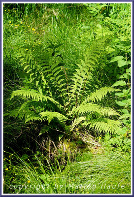 Der Gewöhnliche Wurmfarn (Dryopteris filix-mas) ist auch als Zierpflanze bekannt, Rand eines Erlen-Bruchwaldes, 10.06.2017, Darßwald/Mecklenburg-Vorpommern.
