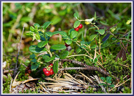 Die roten Früchte der Preiselbeere (Vaccinium vitis-idaea) zieren den Dünenkiefernwald, 27.08.2019, Darß/Mecklenburg-Vorpommern.