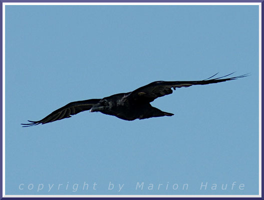 Auch unser größter Singvogel, der Kolkrabe (Corvus corax) kann am Darßer Ort regelmäßig beobachtet werden, 18.09.2015.