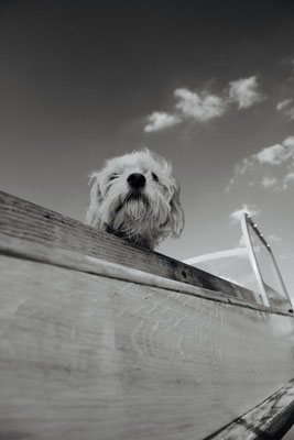 Schwarzweißbild mit einem Cockerpoodle in einem Boot 