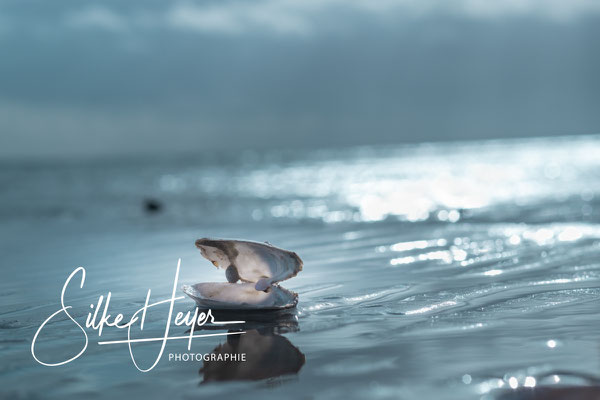 Detail einer Muschel im Wasser, Ostsee, blaues Bild mit vielen Unschärfen