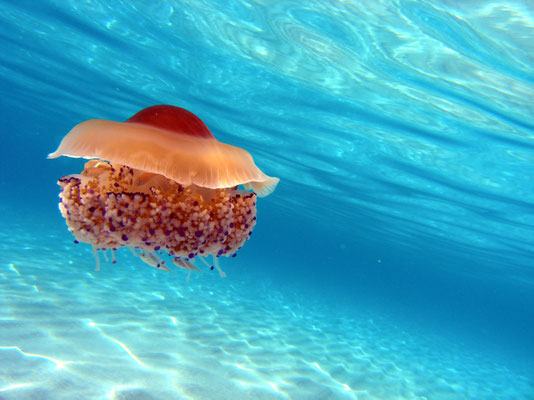 Jellyfish im blauen Meer in Italien