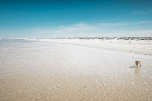 Niederlande, Strand auf Ameland, weiter Strand, blauer Himmel