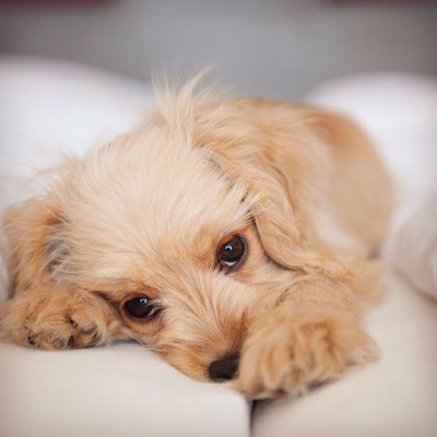 kleiner, junger Cockerpoo im Bett