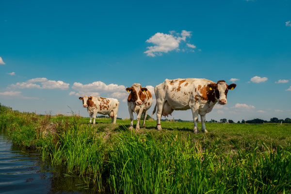 Kühe in Schleswig-Holstein an der Eider