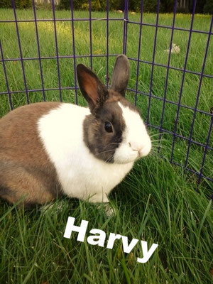 Harvy was one of my very first rabbits. He will always hold a special place in my heart. He now lives a life of luxury in a loving home with his lady friend Roxy. 