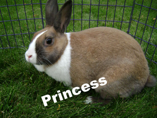Although Princess is no longer at my with us, I thought she deserved some recognition on this page since she played such a large part in my rabbitry. Princess was my very first brood doe. She is incredibly smart and she lovingly cared for 3 litters while 