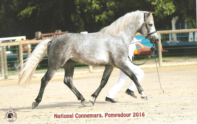 Dexter Leam pondi à Pompadour - ph. L'écho des Poneys