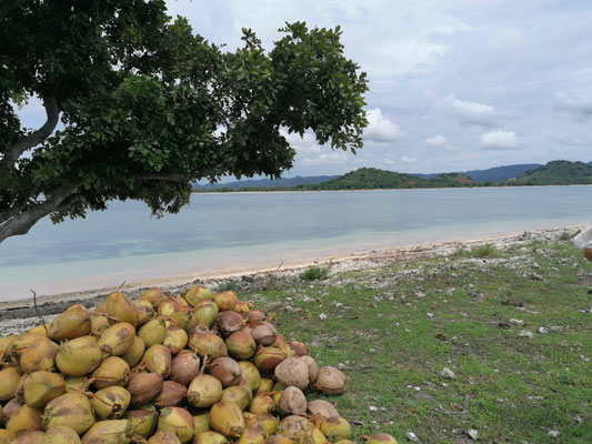 Cocosnussernte in Gili Layar