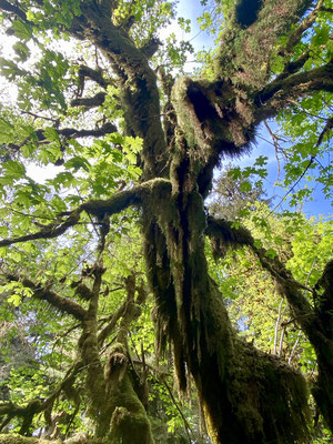Bezaubernder Märchenwald voller Farne, Moose und Flechten: Der Hoh Rain Forest