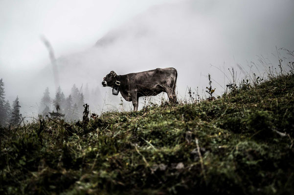 Kuh Alpe Osterberg