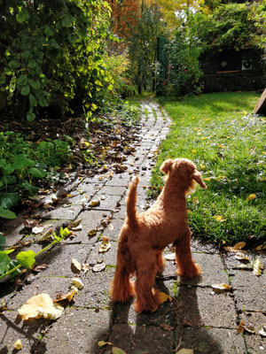 Terrier