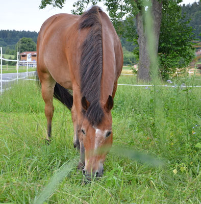 Auf der Weide