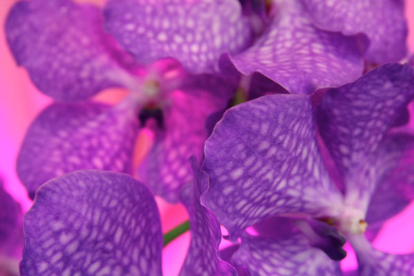 Орхидея Ванда, автор: флорист Лена, 29149452