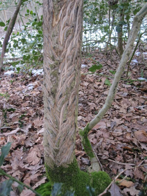 Dans les bois de Chagny, le tronc d'un houx a servi de nourriture à un cerf.