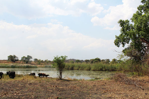 Landschaft Simbabwe © Shona Art Skulpturen - NEUERRAUM