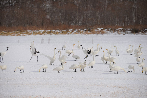 餌泥棒？　白鳥の大群
