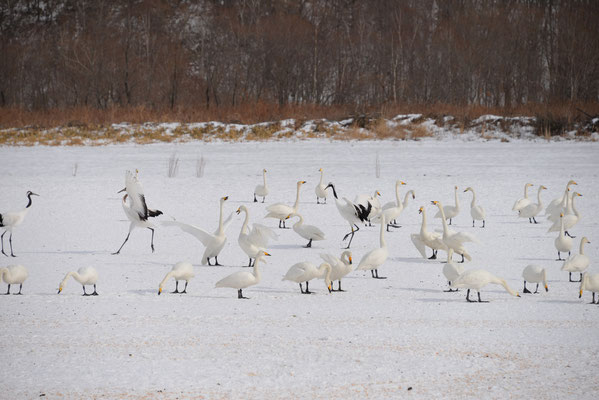 餌泥棒？　白鳥の大群