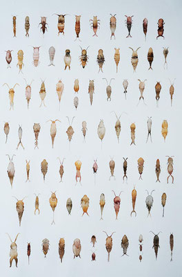  Copepoda, (Ausschnitt), 70 x 50 cm, 2021, Tusche auf Papier