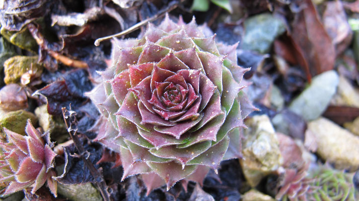 Sempervivum