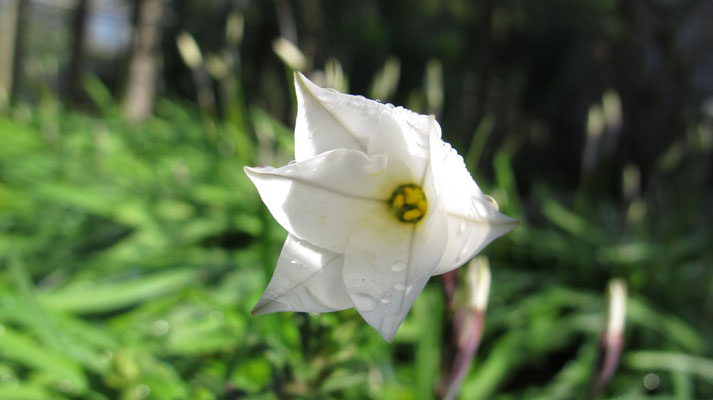 Iphaeon 'Alberto Castillo'